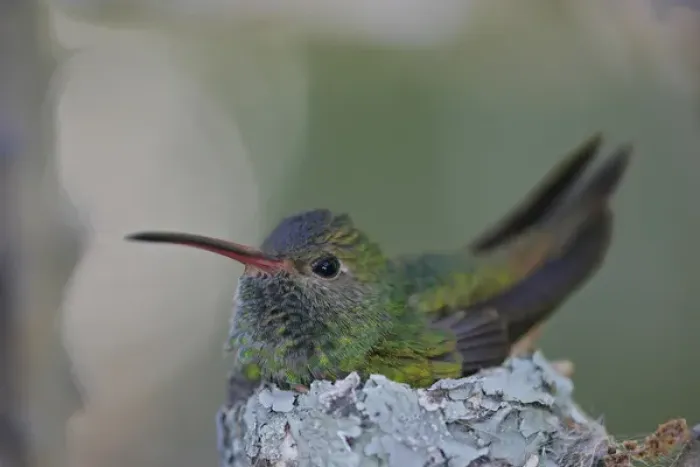 Framed Print : USA, Texas, Raymondville. Detail of buff-bellied hummingbird sitting on nest atop a cactus plant Framed Print : USA, Texas, Raymondville. Detail of buff-bellied hummingbird sitting on nest atop a cactus plant