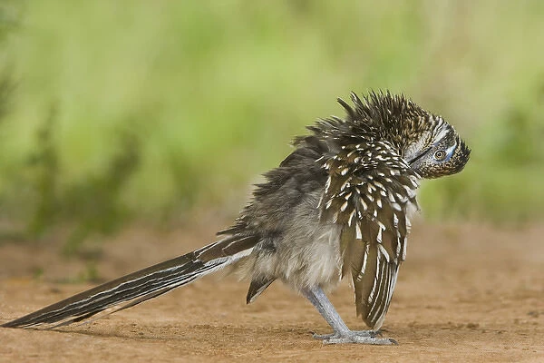 USA, Texas, Rio Grande Valley. Close-up of adult greater roadrunner bird grooming