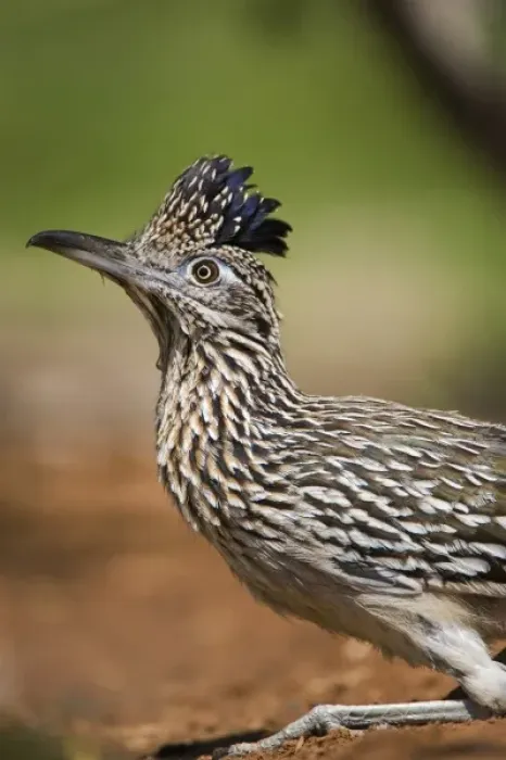 Framed Print : USA, Texas, Rio Grande Valley. Close-up of adult greater roadrunner bird Framed Print : USA, Texas, Rio Grande Valley. Close-up of adult greater roadrunner bird