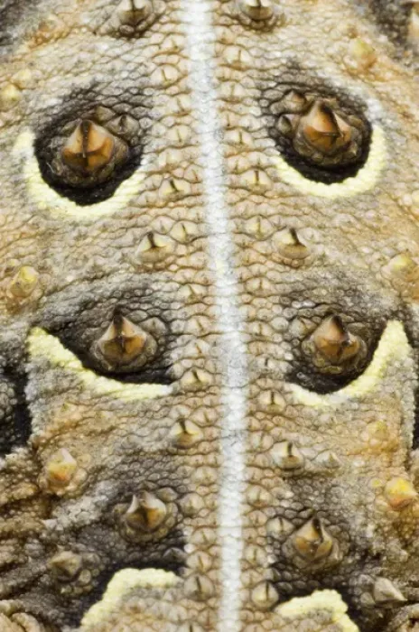 Framed Print : USA, Texas, Rio Grande Valley. Close-up of back of horned lizard. Credit as: Dave Framed Print : USA, Texas, Rio Grande Valley. Close-up of back of horned lizard. Credit as: Dave