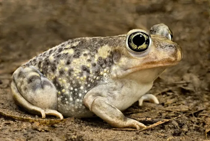 Framed Print : USA, Texas, Rio Grande Valley. Couchs spadefoot toad close-up Framed Print : USA, Texas, Rio Grande Valley. Couchs spadefoot toad close-up
