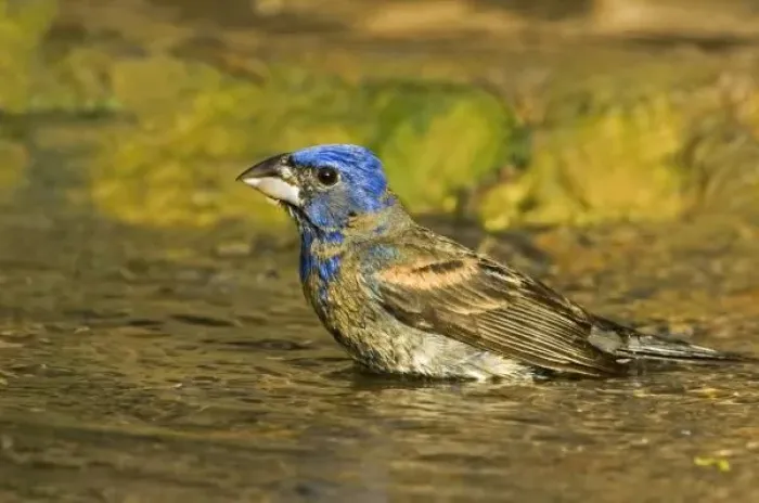 Framed Print : USA, Texas, Rio Grande Valley. Male blue grosbeak bathing Framed Print : USA, Texas, Rio Grande Valley. Male blue grosbeak bathing