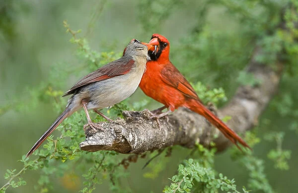 USA, Texas, Rio Grande Valley. Mated pair of northern cardinals exchange food in a breeding display