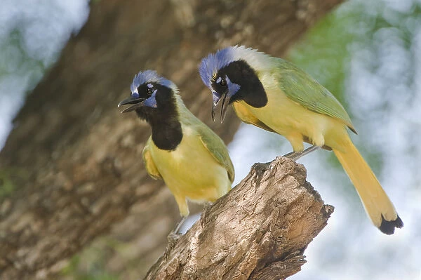 USA, Texas, Rio Grande Valley. Mated pair of green jays perched in a tree. Credit as