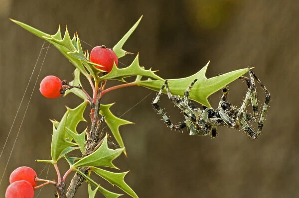 USA, Texas, Rio Grande Valley, McAllen. Humpback orbweaver spider on plant. Credit as