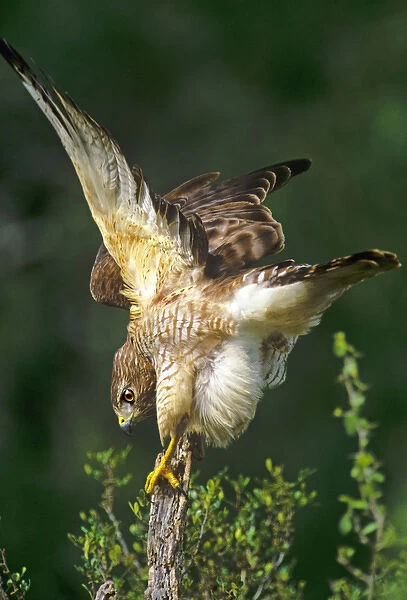 USA, Texas, Rio Grande Valley, McAllen. Close-up of wild red-shouldered hawk perched