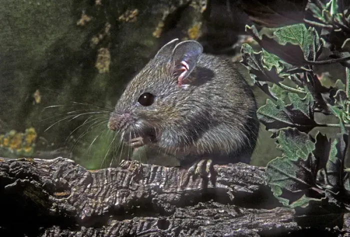 Framed Print : USA, Texas, Rio Grande Valley, McAllen. Close-up of wild deer mouse eating on log Framed Print : USA, Texas, Rio Grande Valley, McAllen. Close-up of wild deer mouse eating on log