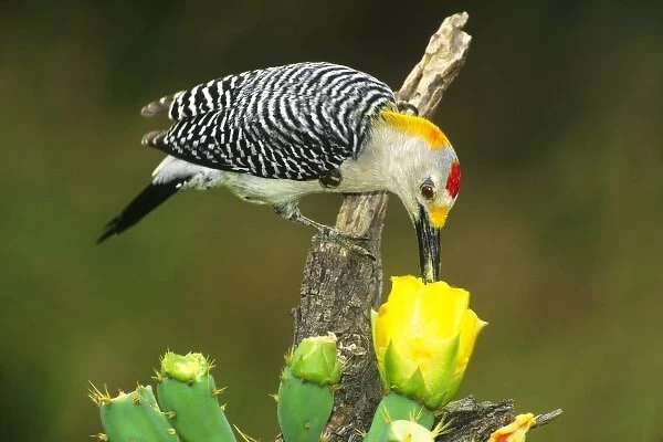 USA, Texas, Rio Grande Valley, McAllen. Male gold-fronted woodpecker feeding on pollen