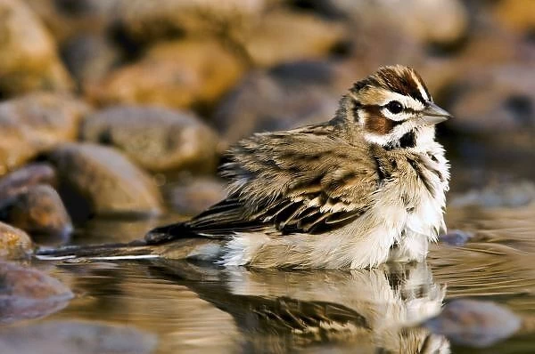 USA, Texas, Rio Grande Valley, McAllen. Close-up of lark sparrow bathing in small pond