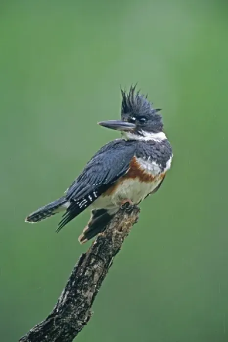 Framed Print : USA, Texas, Rio Grande Valley, McAllen. Belted kingfisher female perched on dead snag in rain Framed Print : USA, Texas, Rio Grande Valley, McAllen. Belted kingfisher female perched on dead snag in rain