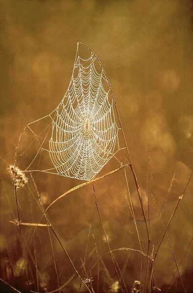 USA, Texas, Rio Grande Valley, McAllen. Close-up of backlit spider web