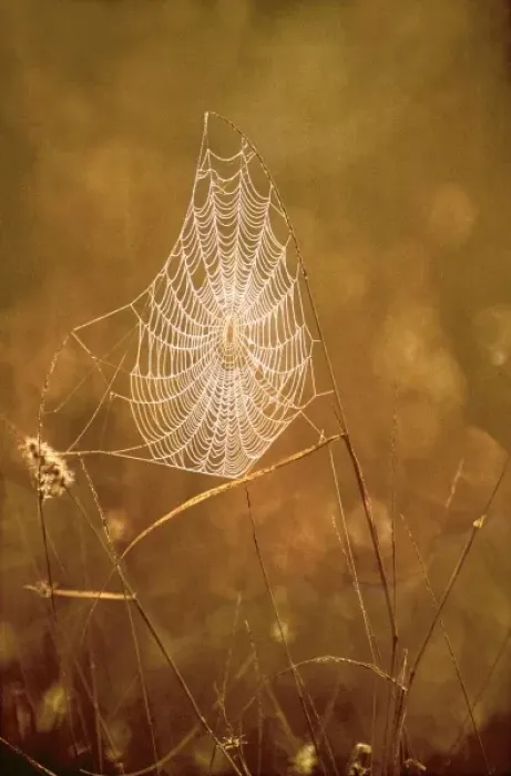 Framed Print : USA, Texas, Rio Grande Valley, McAllen. Close-up of backlit spider web Framed Print : USA, Texas, Rio Grande Valley, McAllen. Close-up of backlit spider web