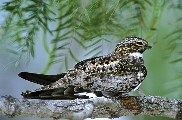 USA, Texas, Rio Grande Valley, McAllen. Common nighthawk perched on mesquite tree branch