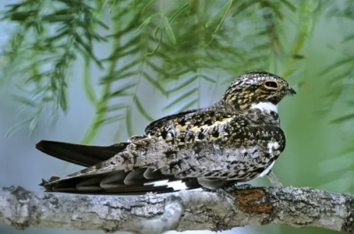 Framed Print : USA, Texas, Rio Grande Valley, McAllen. Common nighthawk perched on mesquite tree branch Framed Print : USA, Texas, Rio Grande Valley, McAllen. Common nighthawk perched on mesquite tree branch