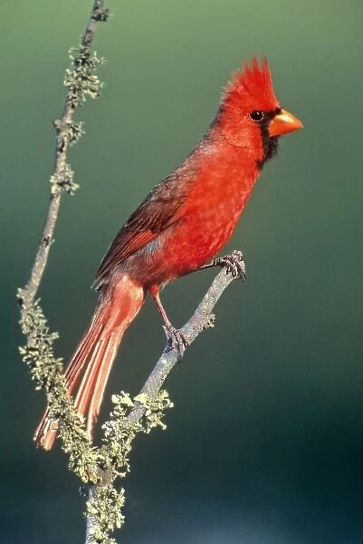 USA, Texas, Rio Grande Valley, McAllen. Portrait of male cardinal on lichen-covered branch