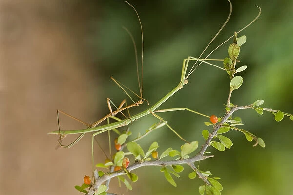 USA, Texas, Rio Grande Valley. Pair of northern walking sticks mating