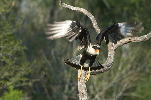 USA, Texas, Rio Grande Valley, Starr County. Crested caracara taking flight. Credit as
