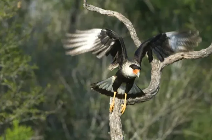 Framed Print : USA, Texas, Rio Grande Valley, Starr County. Crested caracara taking flight. Credit as