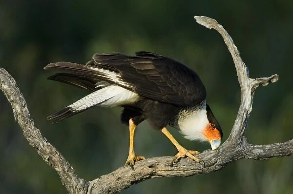 USA, Texas, Rio Grande Valley, Starr County. Crested caracara cleaning bill on tree limb