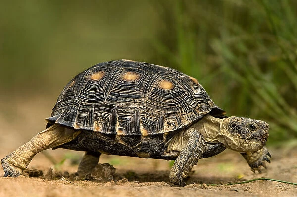 USA, Texas, Rio Grande Valley. Texas tortoise walking