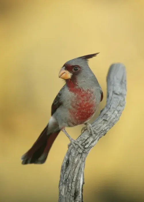 Framed Print : USA, Texas, Roma. Close-up of male phyrrhuloxia bird on tree branch Framed Print : USA, Texas, Roma. Close-up of male phyrrhuloxia bird on tree branch