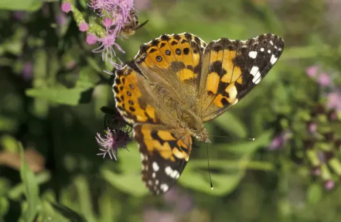 Framed Print : USA, Texas, Santa Ana NWR Painted Lady on blue mist (Vanessa cardui)