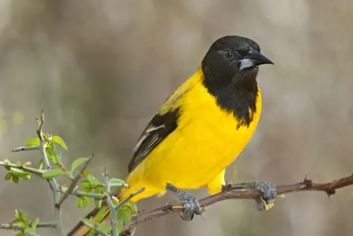 Framed Print : USA, Texas, Santa Clara Ranch. Close-up of Audubons oriole perched on limb. Credit as Framed Print : USA, Texas, Santa Clara Ranch. Close-up of Audubons oriole perched on limb. Credit as