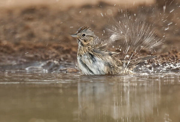 USA, Texas, Santa Clara Ranch. Close-up of Lincolns sparrow bathing in a small waterhole