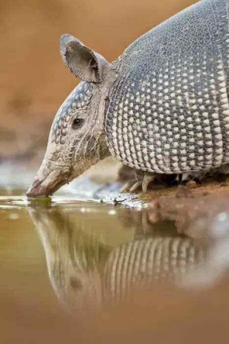 Framed Print : USA, Texas, Santa Clara Ranch. Close-up of nine-banded armadillo drinking. Credit as Framed Print : USA, Texas, Santa Clara Ranch. Close-up of nine-banded armadillo drinking. Credit as