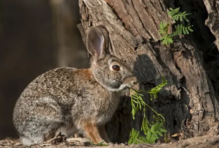 Framed Print : USA, Texas, Santa Clara Ranch. Desert cottontail rabbit eating plant Framed Print : USA, Texas, Santa Clara Ranch. Desert cottontail rabbit eating plant