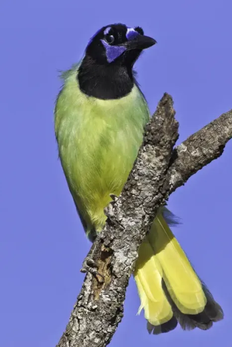 Framed Print : USA, Texas, Santa Clara Ranch. Green jay on limb Framed Print : USA, Texas, Santa Clara Ranch. Green jay on limb