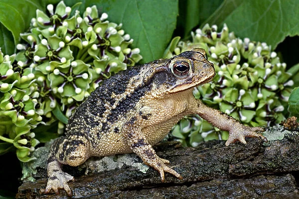 USA, Texas, Santa Clara Ranch. Gulf coast toad on log