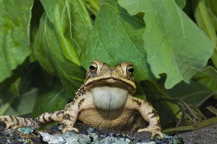 Framed Print : USA, Texas, Santa Clara Ranch. Gulf coast toad on log