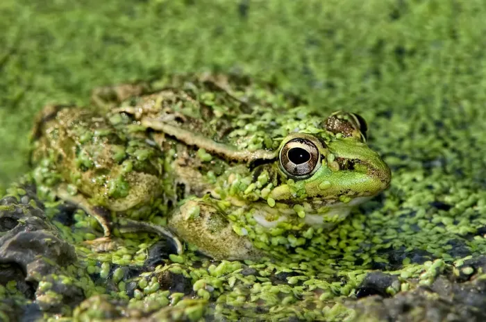 Framed Print : USA, Texas, Santa Clara Ranch. Leopard frog in duckweed-filled pond