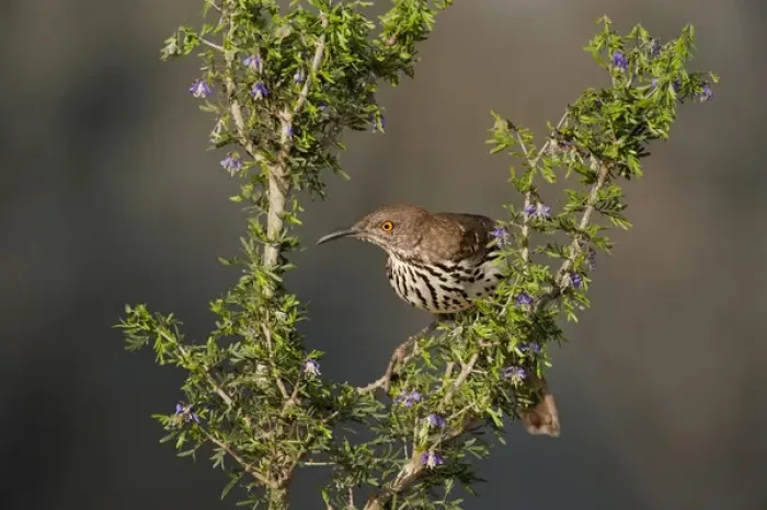Framed Print : USA, Texas, Santa Clara Ranch. Long-billed thrasher in tree Framed Print : USA, Texas, Santa Clara Ranch. Long-billed thrasher in tree