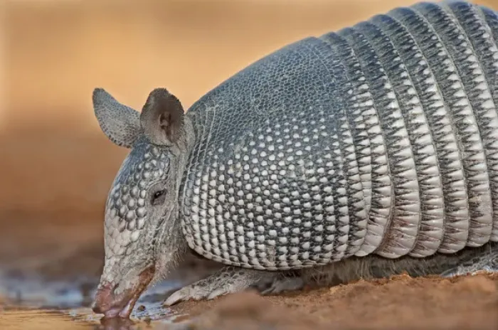 Framed Print : USA, Texas, Santa Clara Ranch. Wild nine-banded armadillo drinks at a small pond