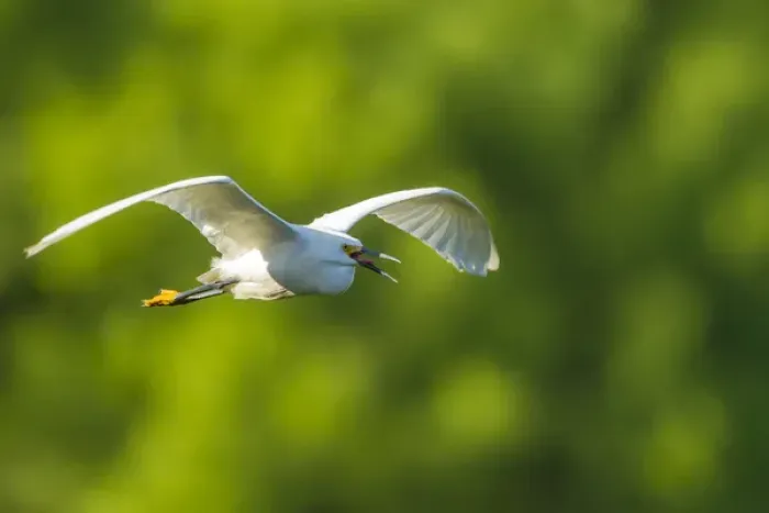 Framed Print : USA, Texas, Smith Oaks Rookery. Snowy egret in flight Framed Print : USA, Texas, Smith Oaks Rookery. Snowy egret in flight