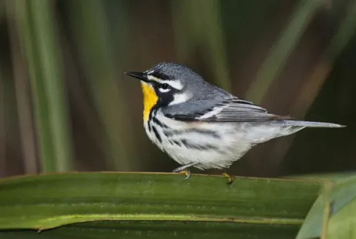 Framed Print : USA, Texas, South Padre Island. Close-up of male yellow-throated warbler perched on palm frond Framed Print : USA, Texas, South Padre Island. Close-up of male yellow-throated warbler perched on palm frond