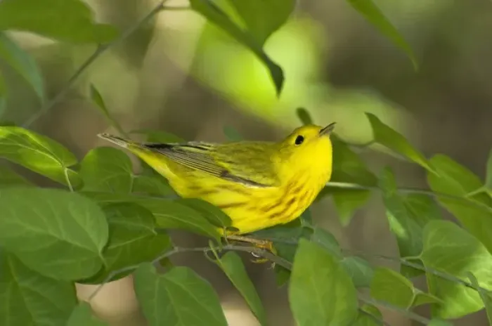 Framed Print : USA, Texas, South Padre Island. Male yellow warbler in shrubs