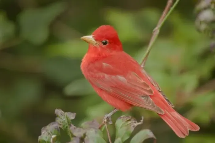 Framed Print : USA, Texas, South Padre Island. Close-up of male summer tanager perched on tree limb