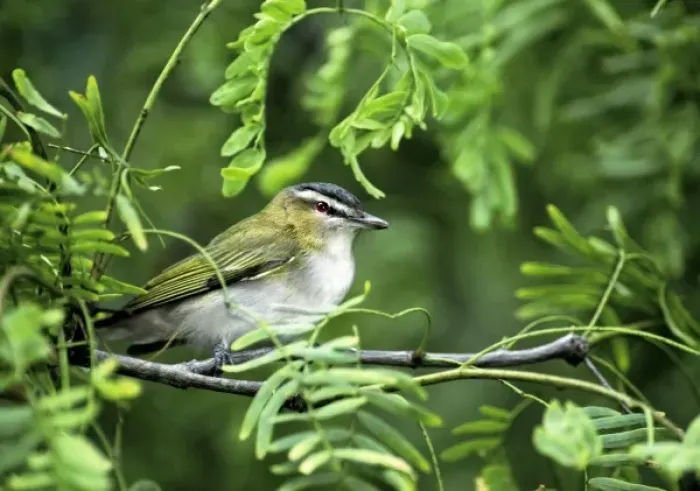 Framed Print : USA, Texas, South Padre Island. Wild male red-eyed vireo perched in green shrub Framed Print : USA, Texas, South Padre Island. Wild male red-eyed vireo perched in green shrub