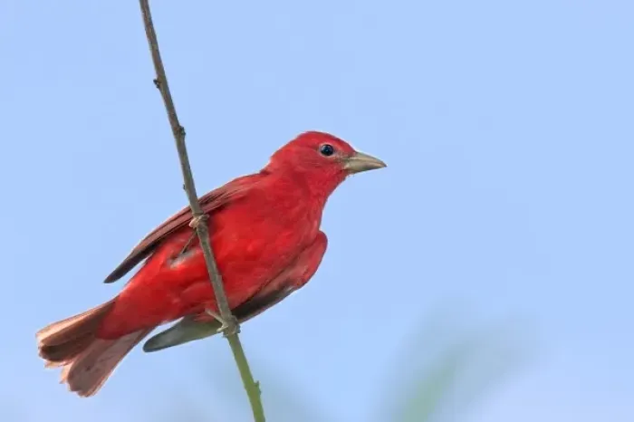 Framed Print : USA, Texas, South Padre Island. Close-up of male summer tanager perched on tree limb Framed Print : USA, Texas, South Padre Island. Close-up of male summer tanager perched on tree limb