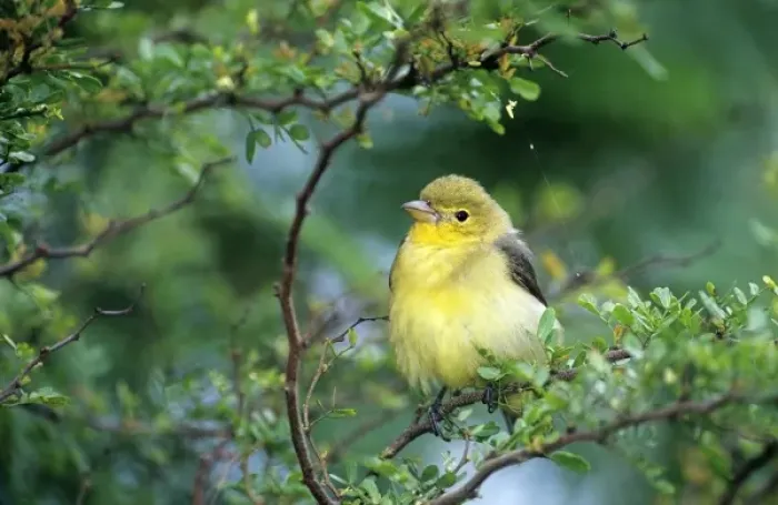 Framed Print : USA, Texas, South Padre Island. Wild female scarlet tanager perched on limb Framed Print : USA, Texas, South Padre Island. Wild female scarlet tanager perched on limb