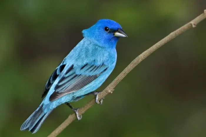 Framed Print : USA, Texas, South Padre Island. Portrait of indigo bunting male on branch
