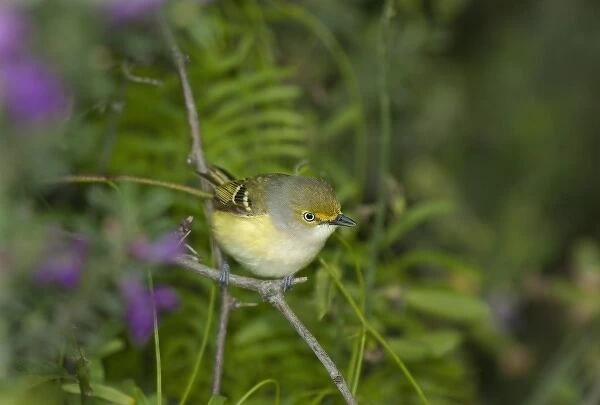 USA, Texas, South Padre Island. Close-up of white-eyed vireo perched among flowering sage plants