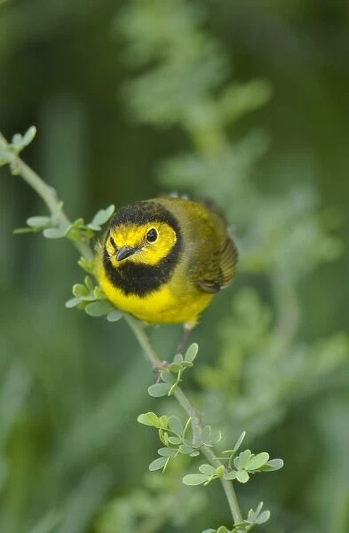 USA, Texas, South Padre Island. Male hooded warbler songbird perches on a small limb