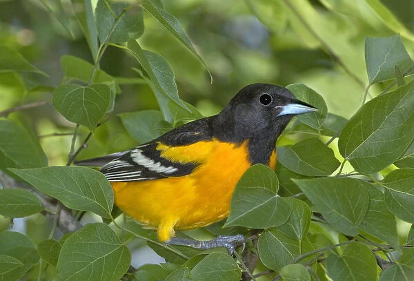 USA, Texas, South Padre Island. Portrait of Baltimore oriole in breeding plumage