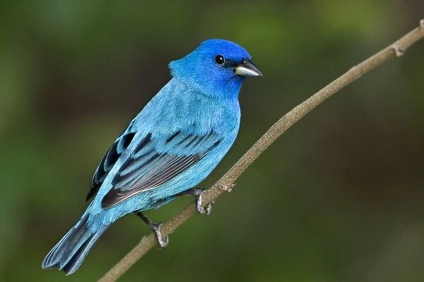 USA, Texas, South Padre Island. Portrait of indigo bunting male on branch