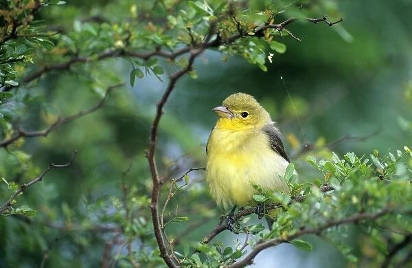 USA, Texas, South Padre Island. Wild female scarlet tanager perched on limb