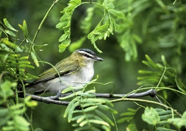 USA, Texas, South Padre Island. Wild male red-eyed vireo perched in green shrub